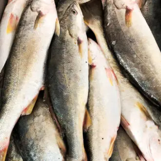 Pescada Branca Legítima fresca, bandeja com 900 gramas