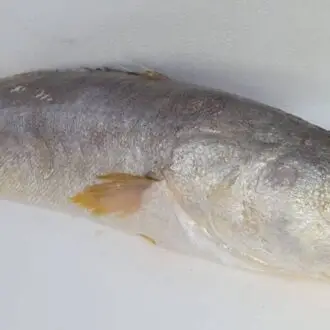 Pescada Cambucu fresca, bandeja com 900 gramas