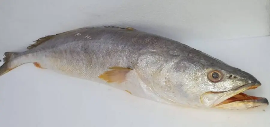 Pescada Cambucu fresca, bandeja com 400 gramas