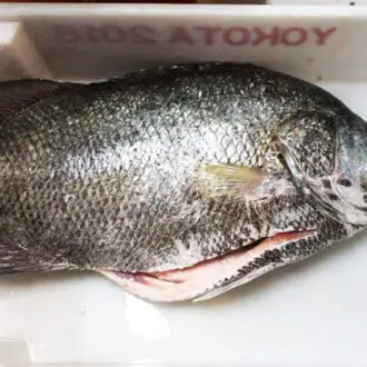 Sashimi de prejereba fresca, em bandeja com 400 gramas