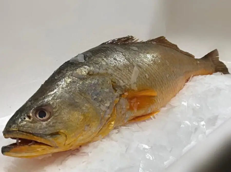 Pescada Amarela fresca, bandeja com 400 gramas