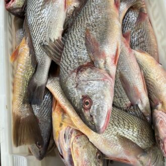 Corvina fresca, bandeja com 400 gramas