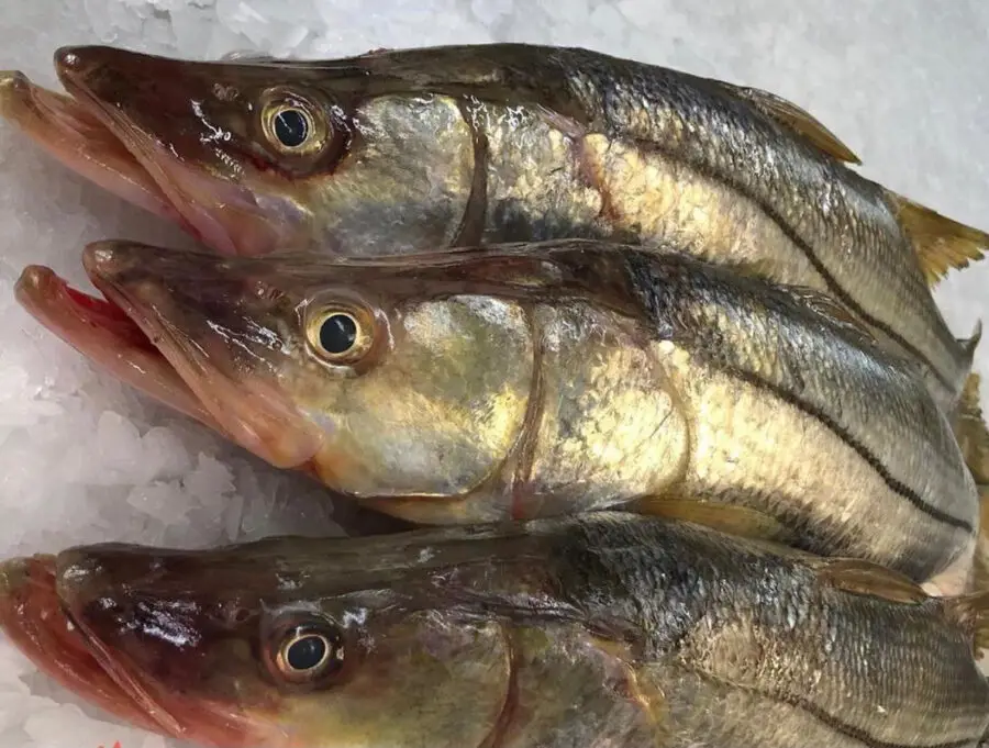 Robalo fresco, bandeja com 400 gramas