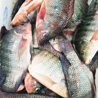 Tilápia fresca, bandeja com 400 gramas