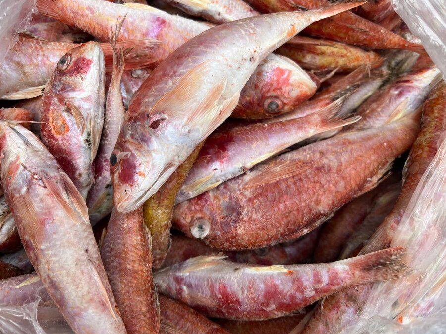 Peixe trilha inteiro congelado em bandeja com 900g