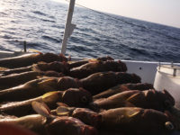 Anuncio olho de boi buri