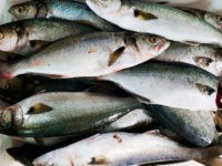 Anchova – Pomatomus saltatrix (Linnaeus, 1766)