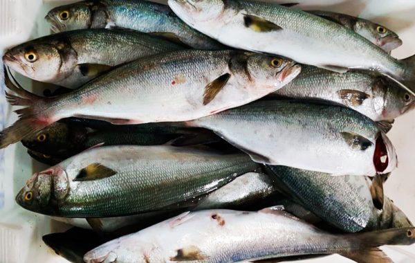 Anchova – Pomatomus saltatrix  (Linnaeus, 1766)