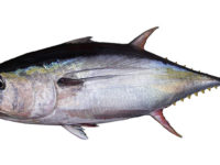 Atum kihada (Yellowfin) – Thunnus albacares (Bonnaterre, 1788)