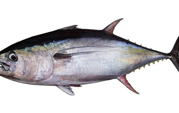Atum kihada (Yellowfin) – Thunnus albacares  (Bonnaterre, 1788)