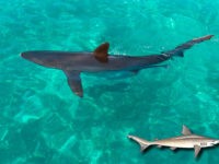 Cação, Carcharhinus acronotus (Poey, 1860)