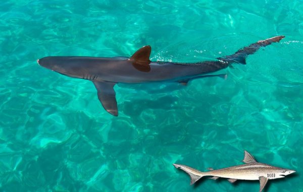 Cação, Carcharhinus acronotus  (Poey, 1860)