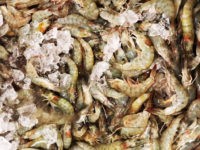 Camarão cinza vannamei – Litopenaeus vannamei