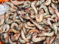 Camarão rosa, Farfantepenaeus subtilis (Pérez-Farfante, 1967)