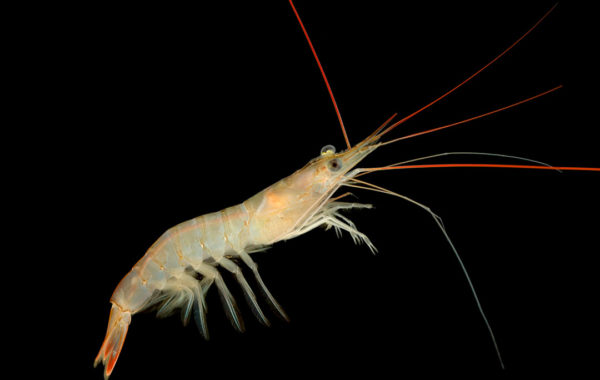 Camarão sete barbas – Xiphopenaeus kroyeri