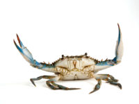 Siri, Callinectes sapidus