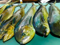 Dourado(a) do mar (Coryphaena hippurus – Linnaeus, 1758)