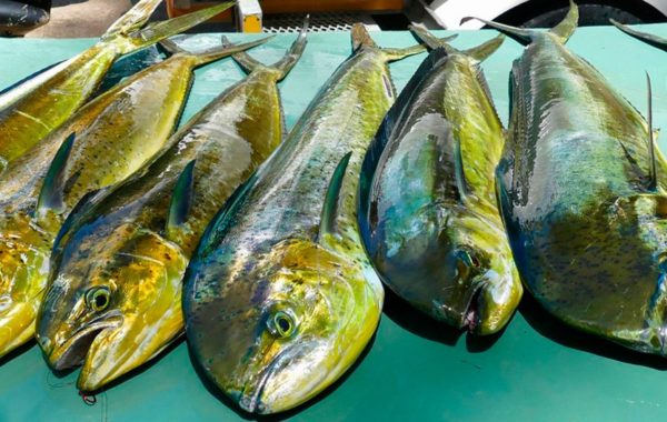 Dourado(a) do mar (Coryphaena hippurus – Linnaeus, 1758)