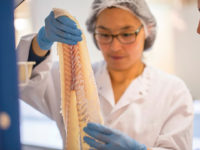 Bacalhau atlântico (Gadus morhua) – Linnaeus, 1758