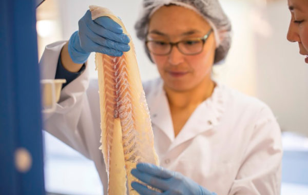 Bacalhau atlântico (Gadus morhua) – Linnaeus, 1758