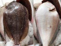 Linguado – Paralichthys brasiliensis (Ranzani, 1842)