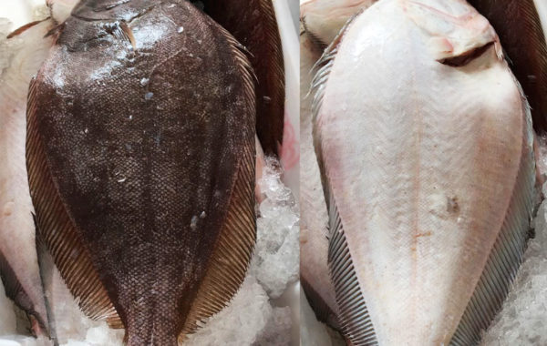 Linguado – Paralichthys brasiliensis  (Ranzani, 1842)