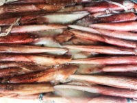 Lula Nacional (Decapodiformes)