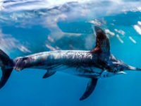 Meca, Xiphias gladius (Linnaeus, 1758)