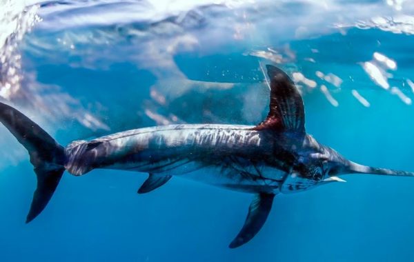 Meca, Xiphias gladius (Linnaeus, 1758)