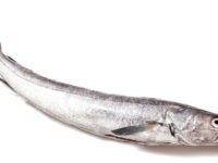 Merluza, Merluccius hubbsi (Marini, 1933)