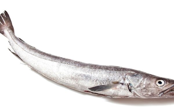 Merluza, Merluccius hubbsi (Marini, 1933)