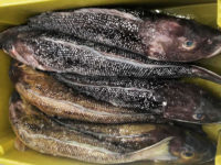 Namorado, Pseudopercis numida (Miranda Ribeiro, 1903)