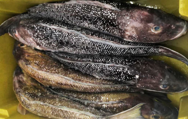 Namorado, Pseudopercis numida  (Miranda Ribeiro, 1903)