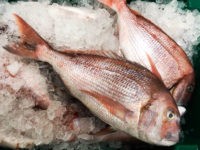Pargo, Pagrus pagrus (Linnaeus, 1758)