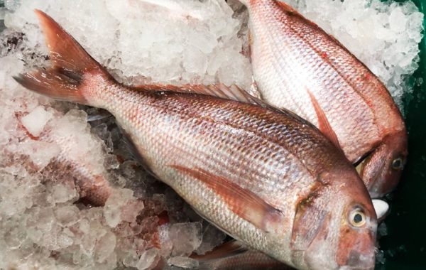 Pargo, Pagrus pagrus (Linnaeus, 1758)