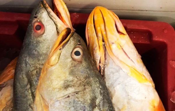 Pescada Amarela, Cynoscion acoupa  (Lacepède, 1801)