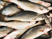 Pescada branca, Cynoscion leiarchus (Cuvier, 1830)