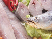 Pescada cambucu, Cynoscion virescens (Cuvier, 1830)