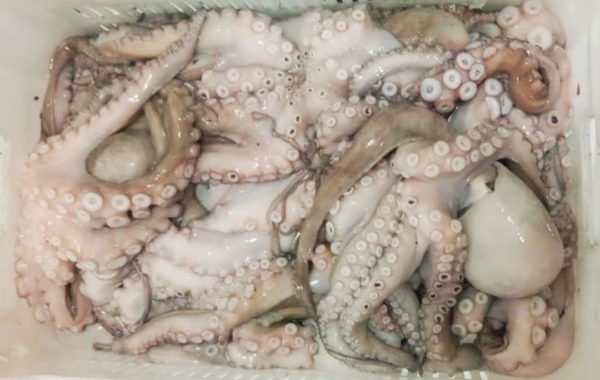 Polvo, Octopus vulgaris