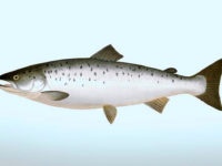 Salmão atlântico, Salmon salar (Linnaeus, 1758)