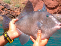 Porquinho; Balistes capriscus (Gmelin, 1789)