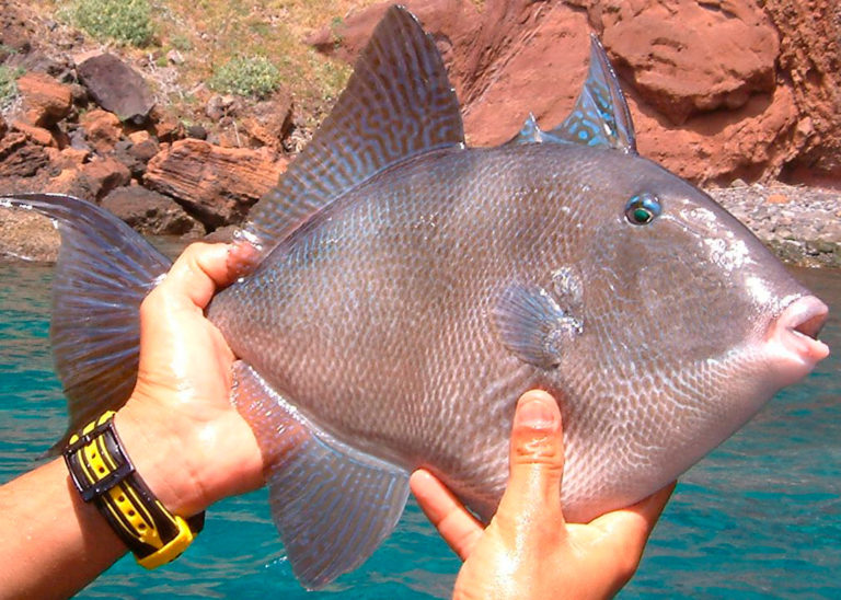 Porquinho Central Fishes Online Porquinho Central Fishes Online