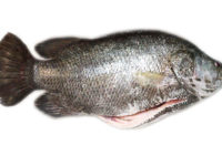 Prejereba; Lobotes surinamensis; (Bloch, 1790)