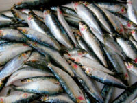 Sardinha; Sardinella brasiliensis (Steindachner, 1879)