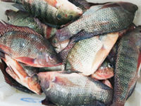 Tilápia; Oreochromis niloticus (Linnaeus, 1758)