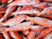 Trilha; Upeneus parvus (Poey, 1852)