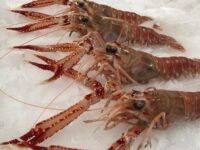 Lagostim selecionado