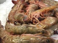 camarao rosa chamada