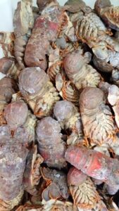 Cavaquinha Sapateira