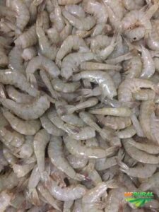 Camarao 7 barbas sem cabeça